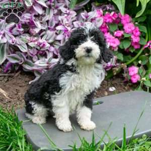 Emma, Bernedoodle Puppy